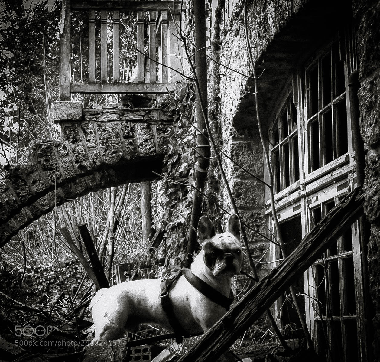 Nikon D7100 sample photo. My name is shadow photography