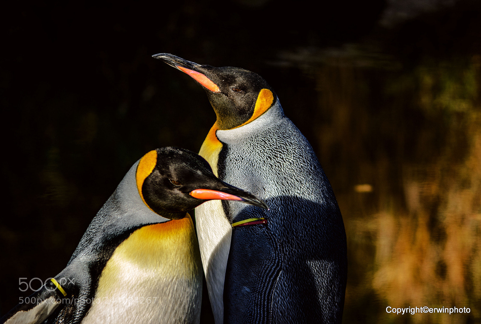 Nikon D7100 sample photo. Zwei pinguine photography