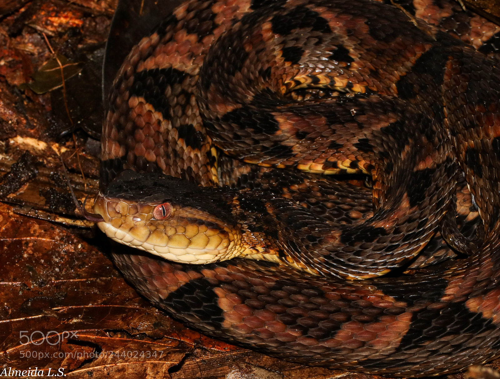 Canon EOS 750D (EOS Rebel T6i / EOS Kiss X8i) sample photo. Camouflage photography