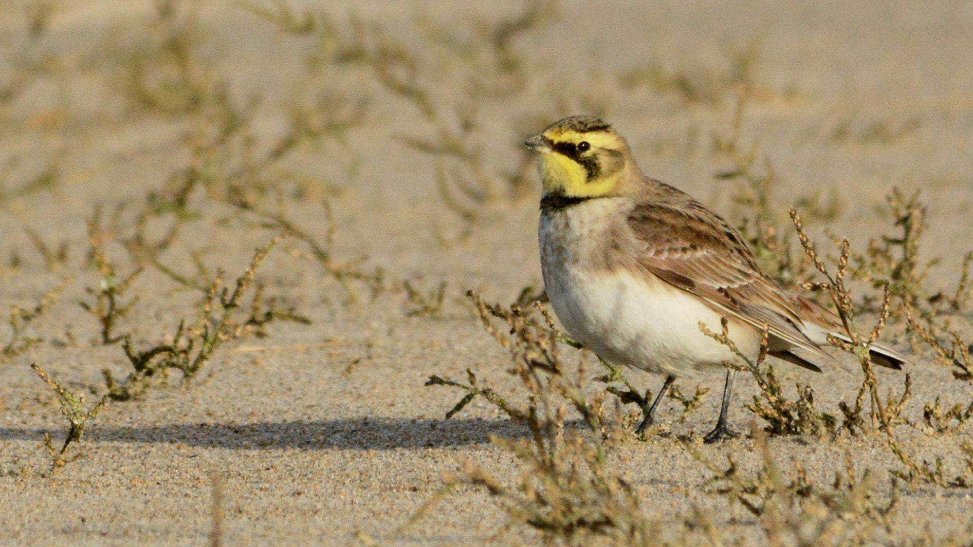 Nikon D7100 + Sigma 150-500mm F5-6.3 DG OS HSM sample photo. Horned lark photography