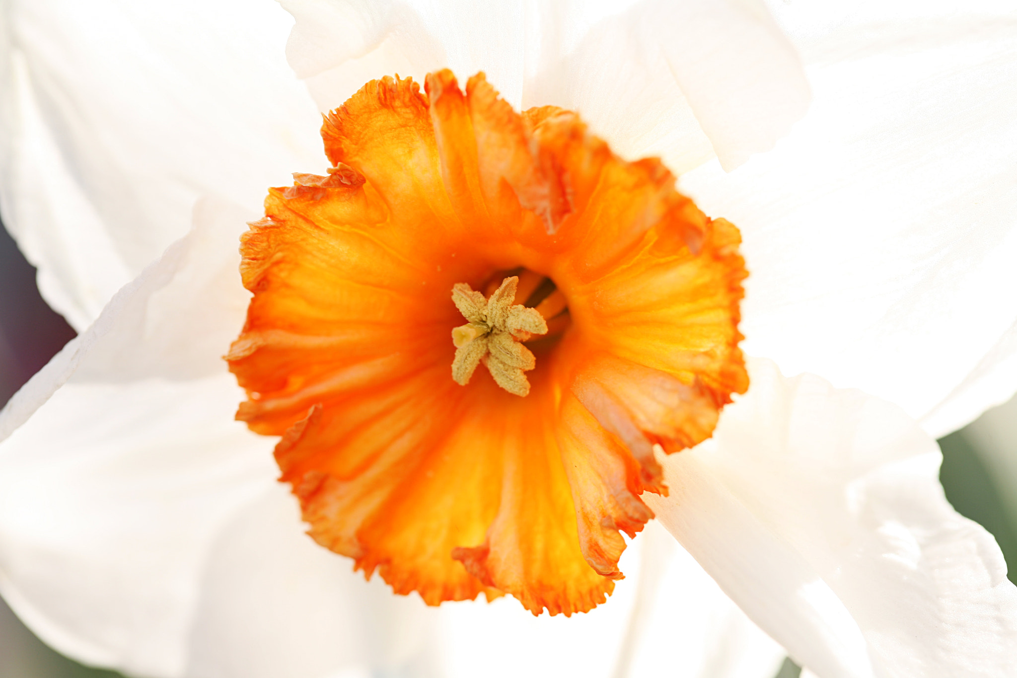 Canon EF 100mm F2.8 Macro USM sample photo. Sunnyside up photography