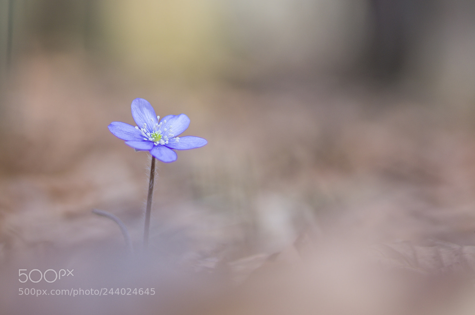 Pentax K-5 sample photo. Leberblümchen photography