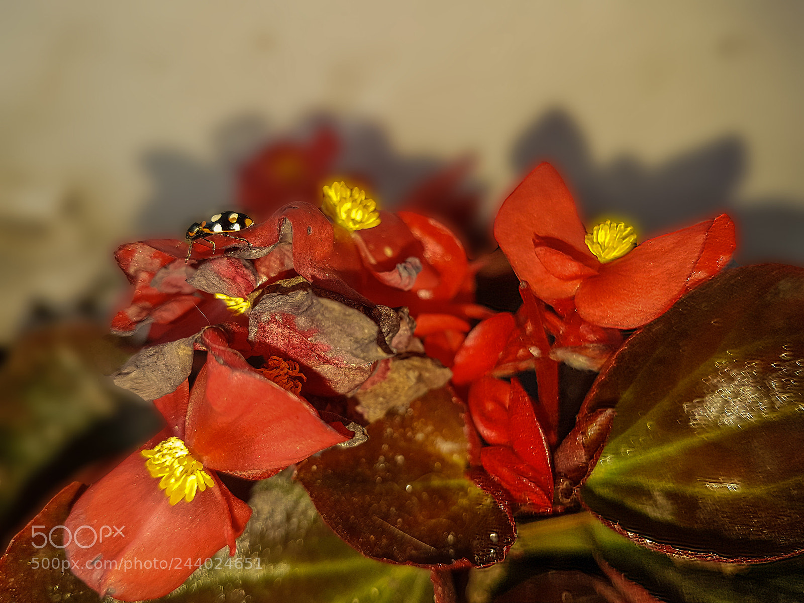 Samsung Galaxy S7 Edge sample photo. Vaquita de san antonio photography