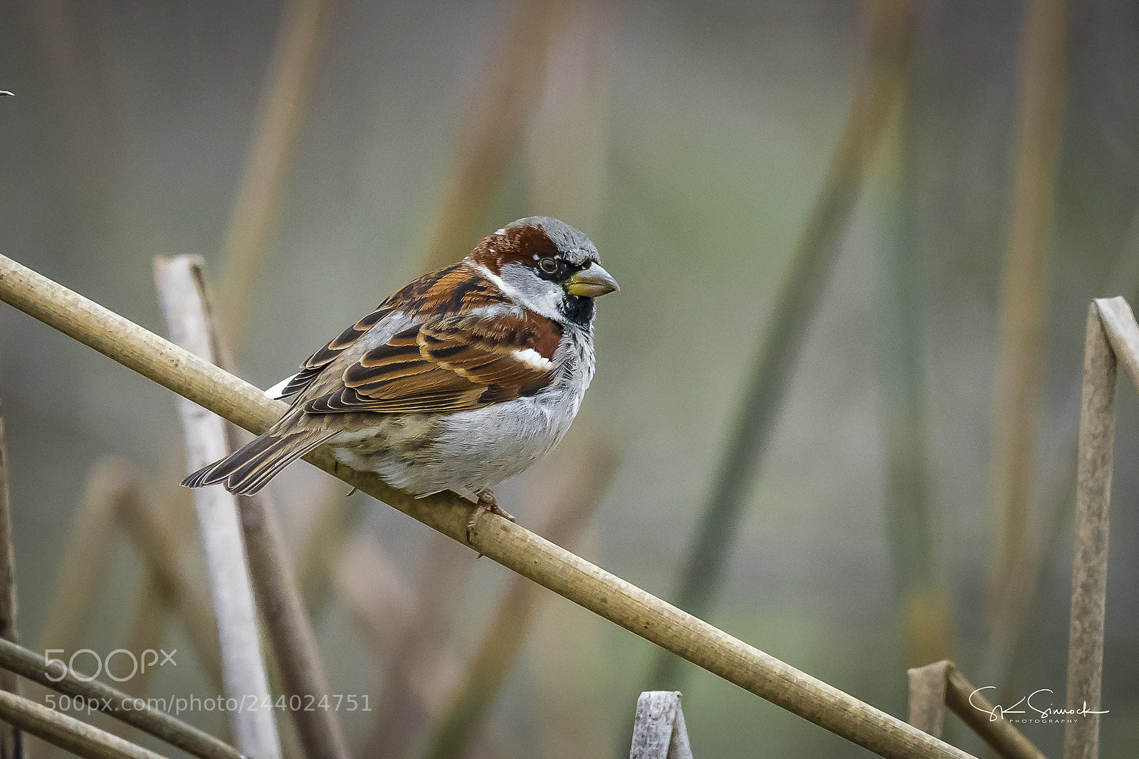 Nikon D850 sample photo. House sparrow photography