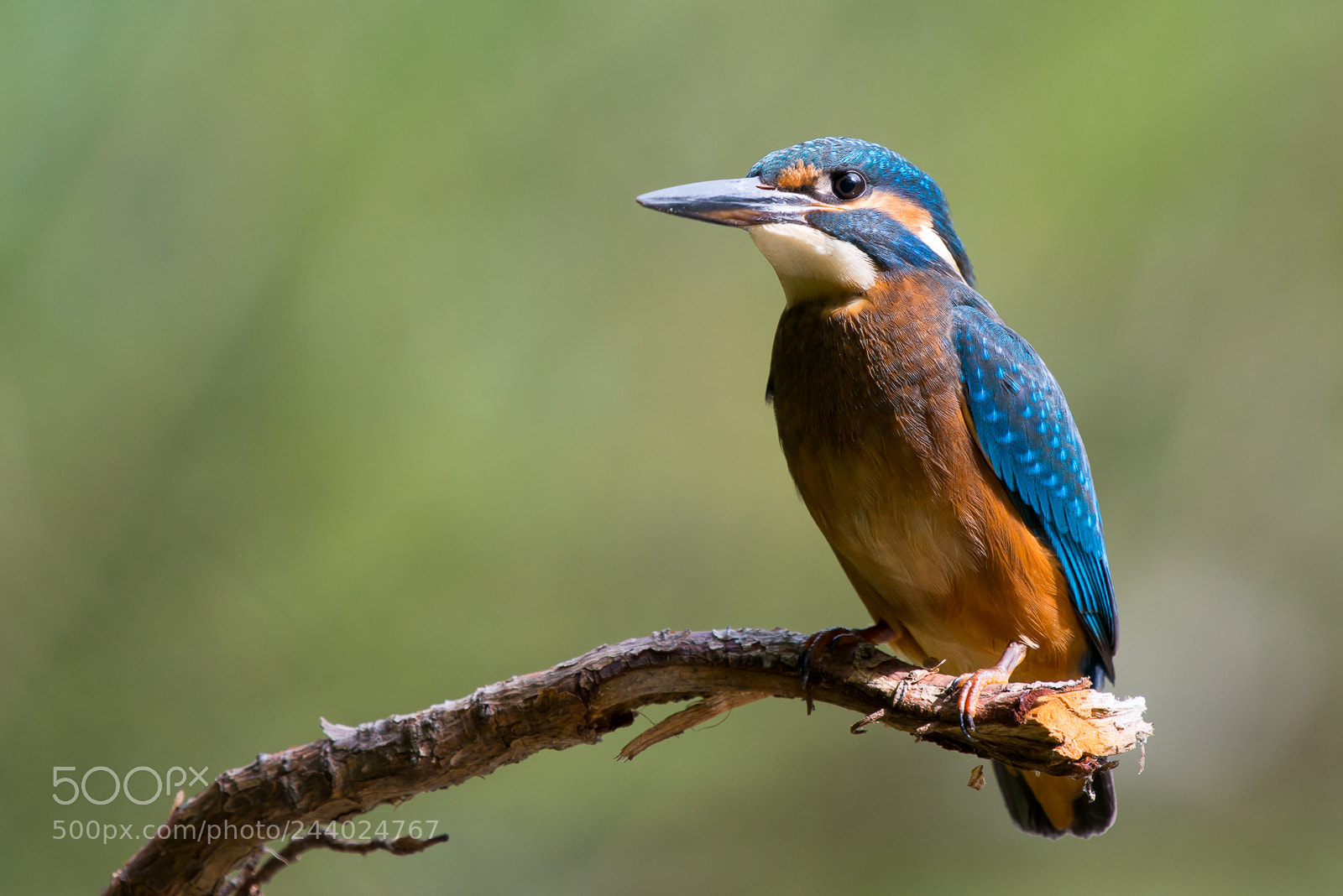 Nikon D800 sample photo. Kingfisher photography