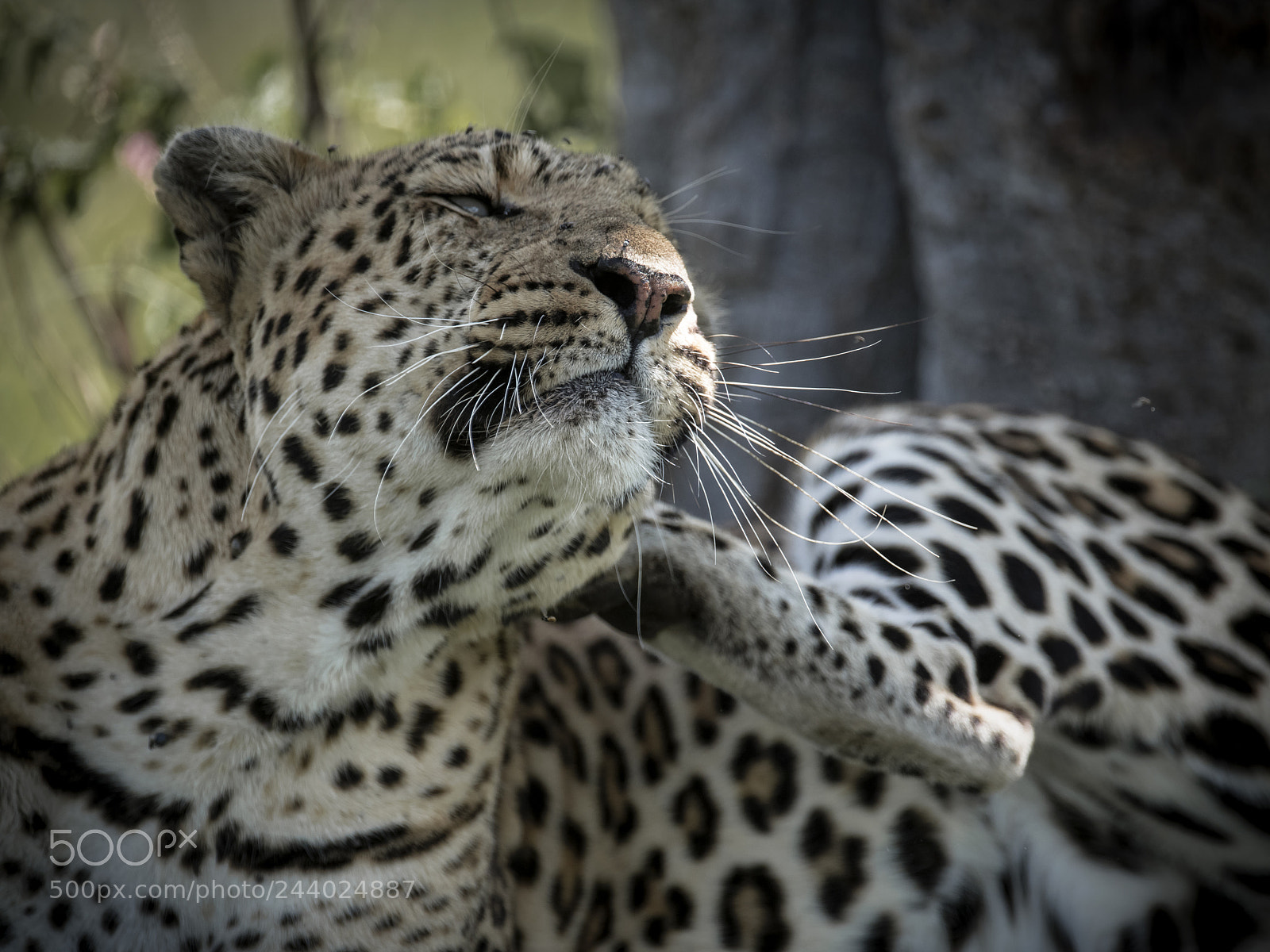Nikon D850 sample photo. Big male leopard photography