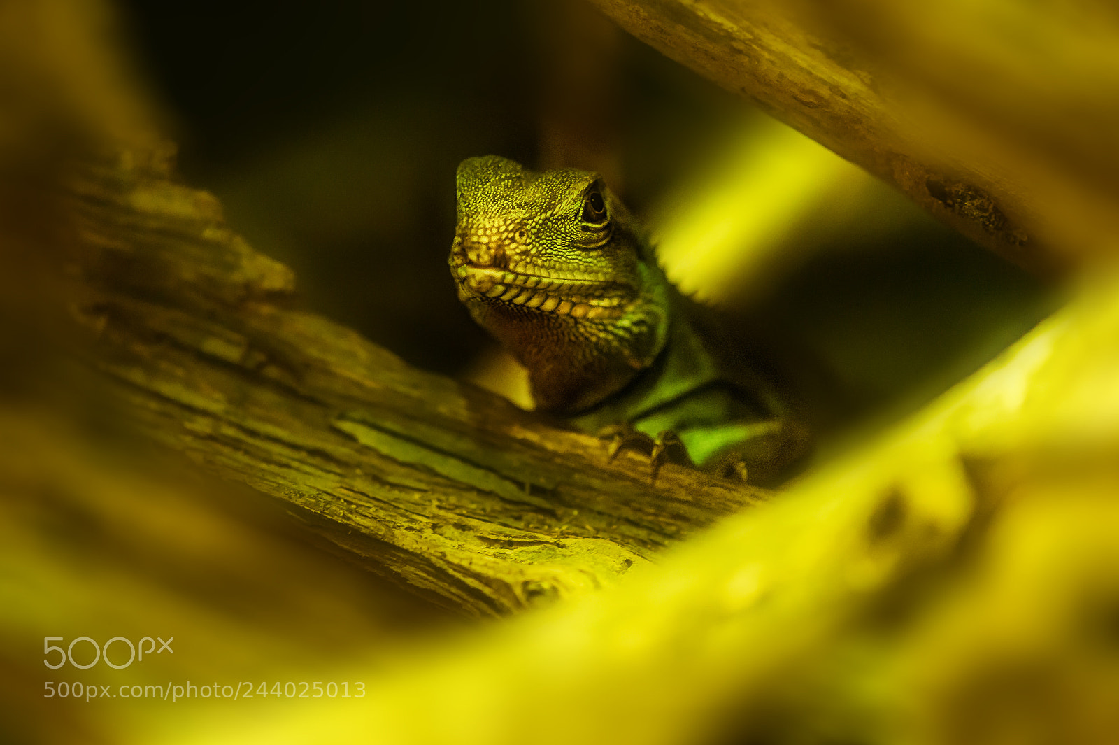 Nikon D4 sample photo. Little dragon photography