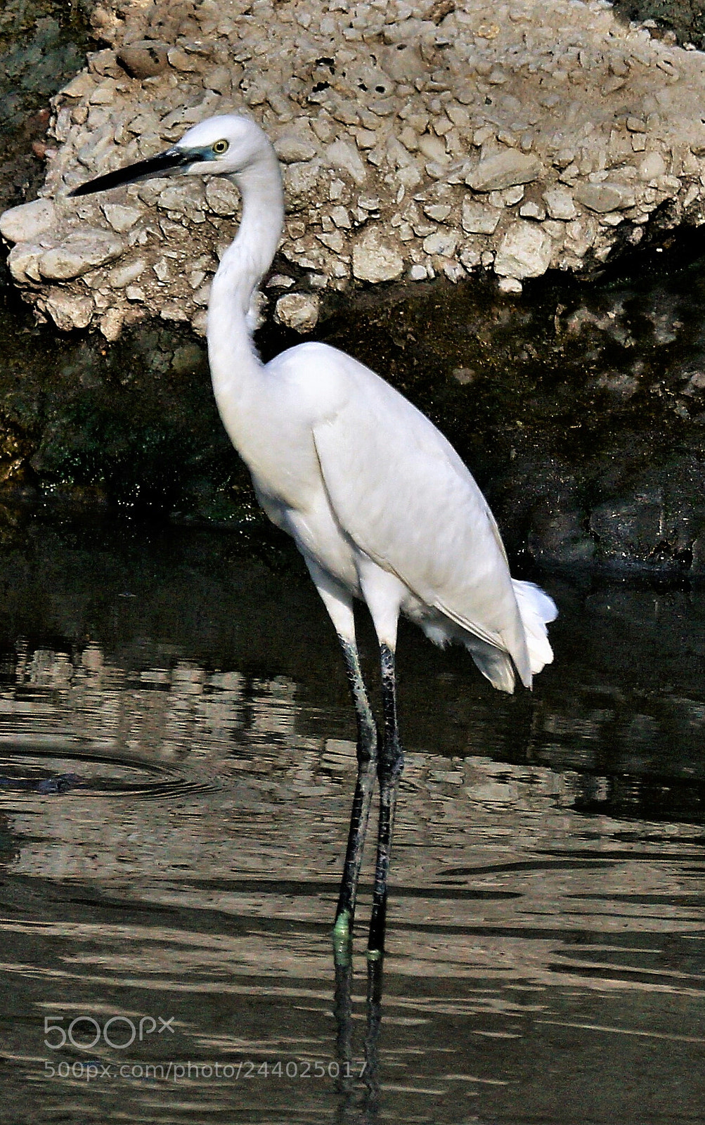 Canon EOS 7D Mark II sample photo. Snowy egret . photography
