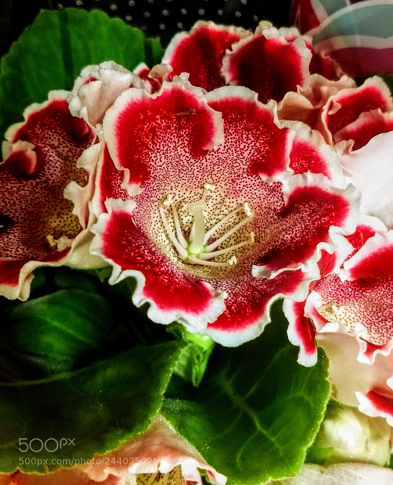 Motorola Moto Z (2) Play sample photo. Flowers photography
