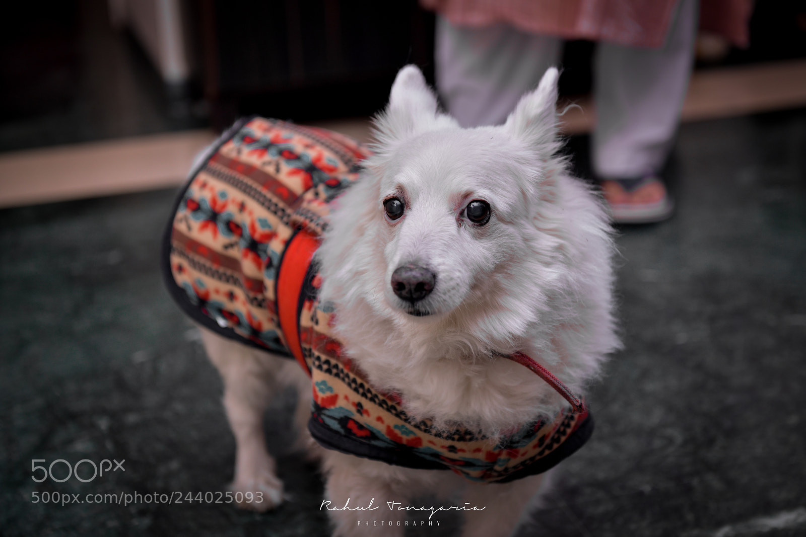 Nikon D850 sample photo. Don't look at me photography