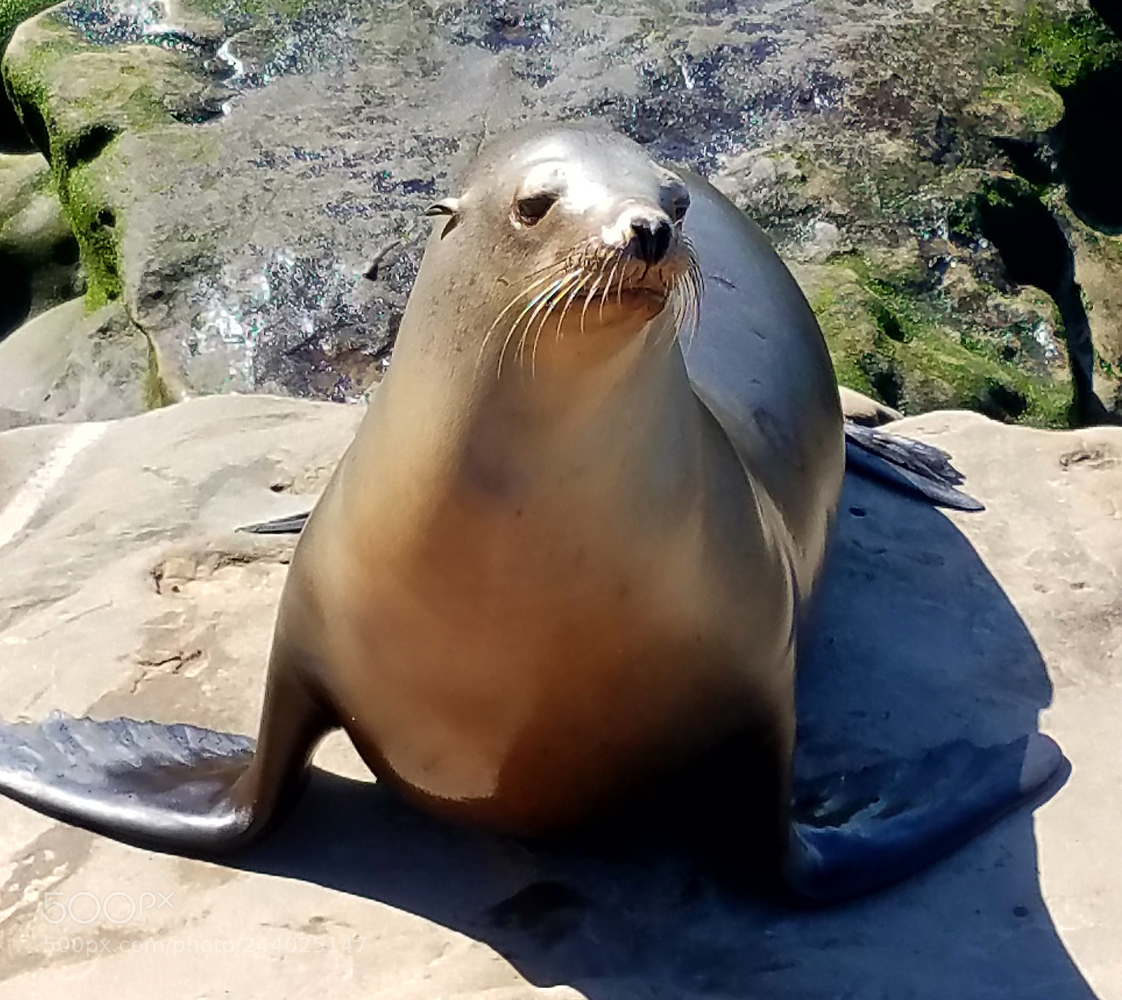 Samsung Galaxy S7 sample photo. Chillaxin in la jolla photography