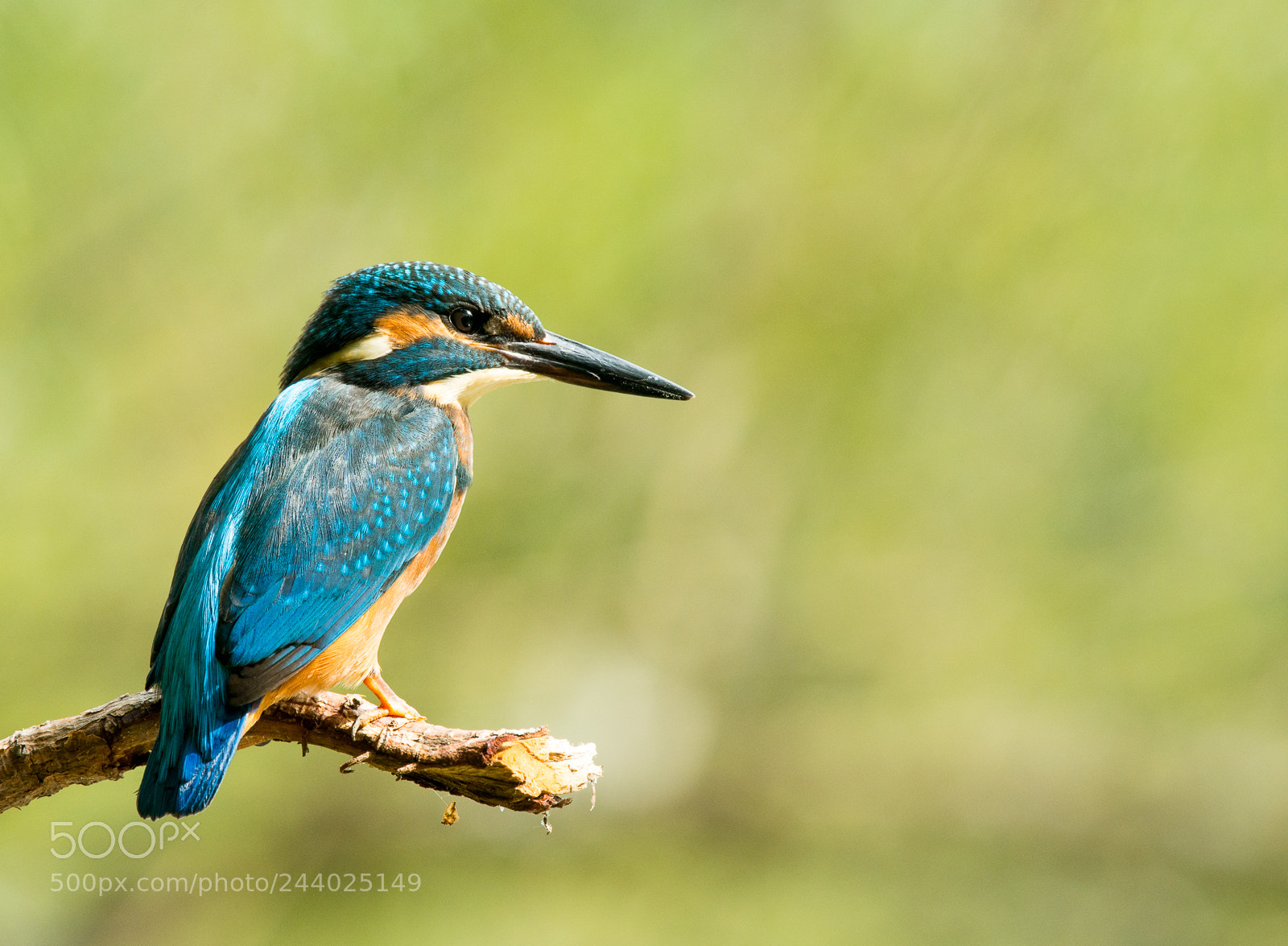Nikon D800 sample photo. Kingfisher1 photography