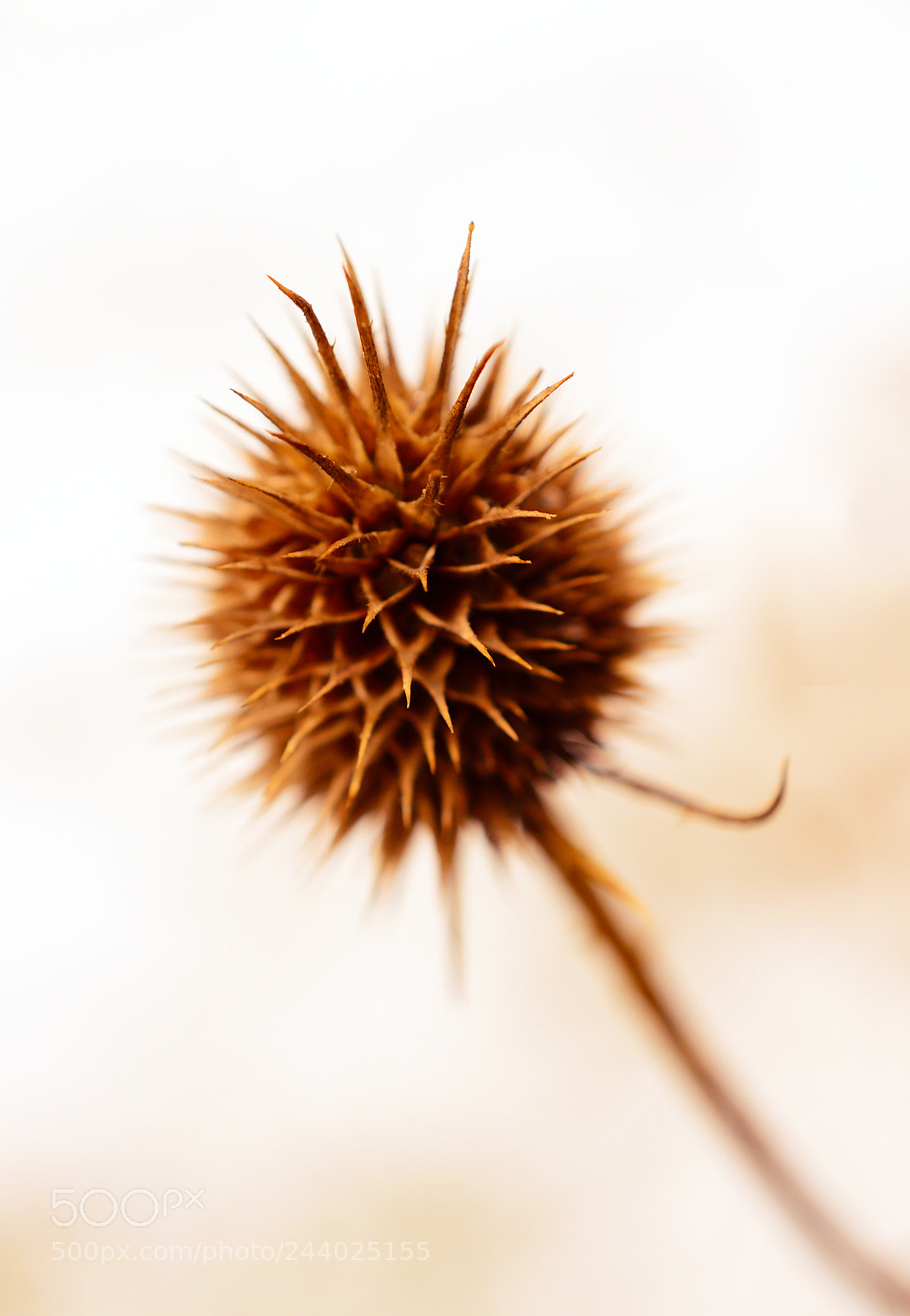 Nikon D3200 sample photo. * thistle * photography