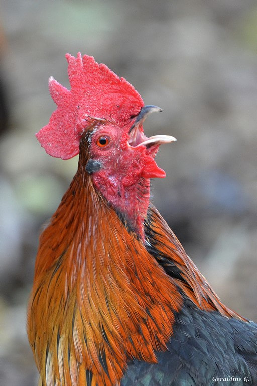 Sigma 150-600mm F5-6.3 DG OS HSM | C sample photo. Cocorrico !!!!! photography