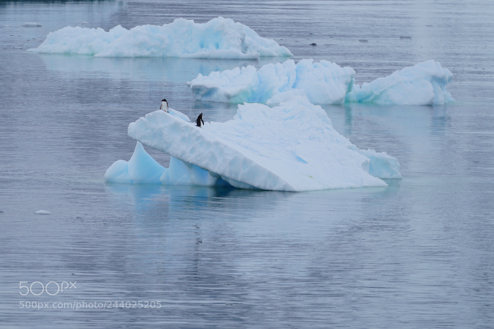 Sony a7R II sample photo. Penguins on floe photography