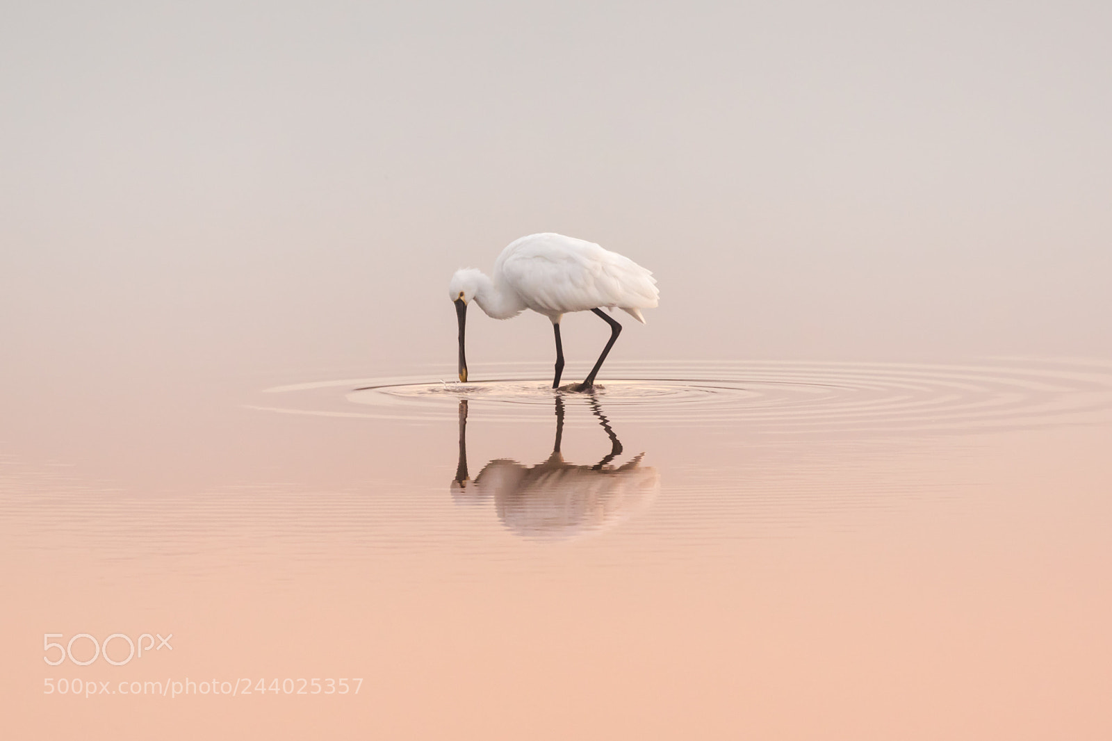 Canon EOS 7D Mark II sample photo. Spoonbill feeding photography