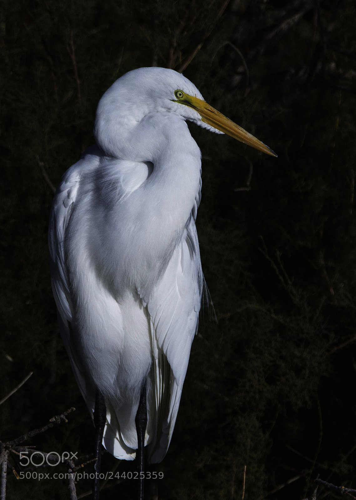 Nikon D500 sample photo. Solo egret photography
