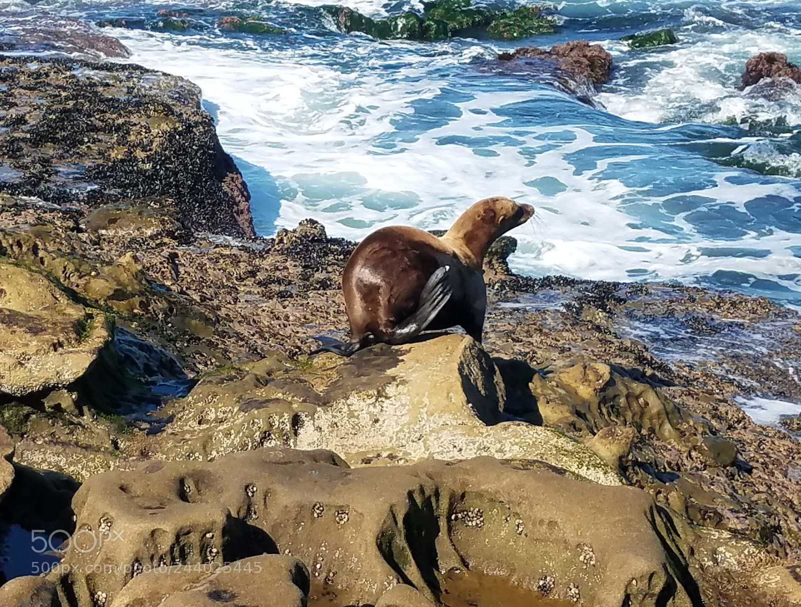 Samsung Galaxy S7 sample photo. Lion by the sea photography