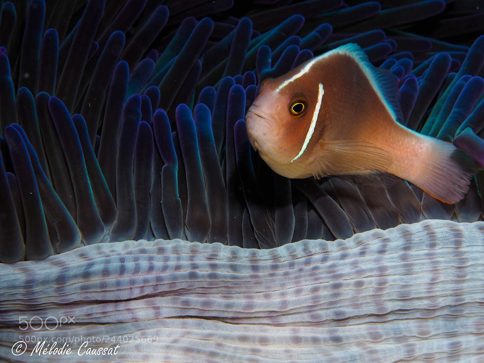 Olympus OM-D E-M10 sample photo. Clown fish photography