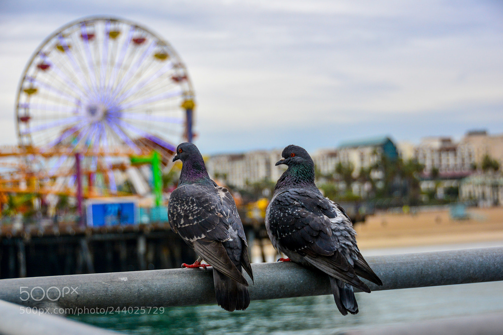 Nikon D7100 sample photo. Santa monica photography