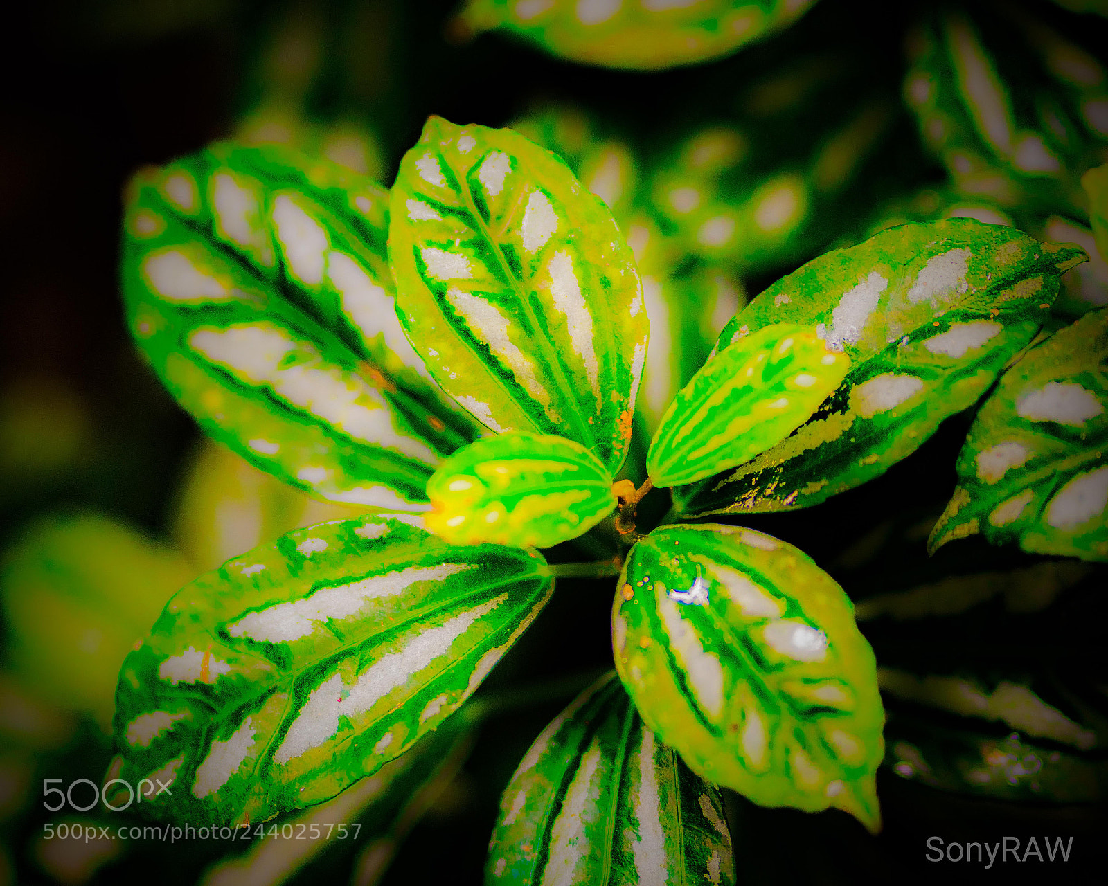Sony a6500 sample photo. Green pattern of nature photography