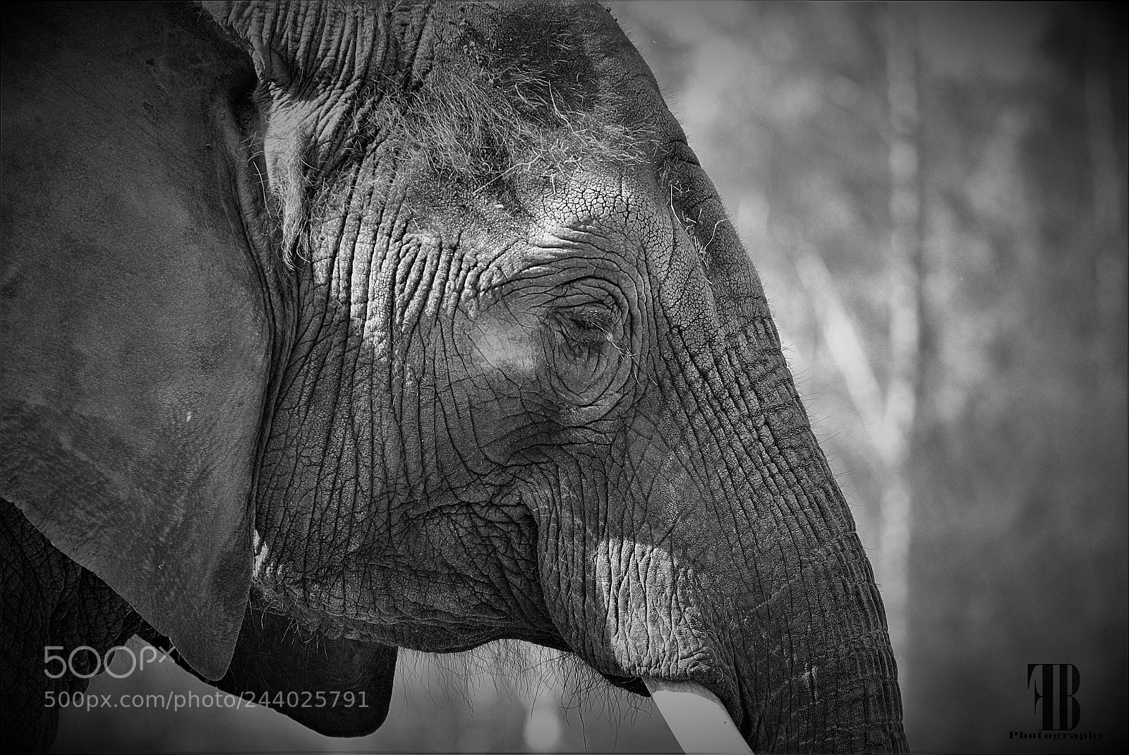 Canon EOS 650D (EOS Rebel T4i / EOS Kiss X6i) sample photo. Elefant photography