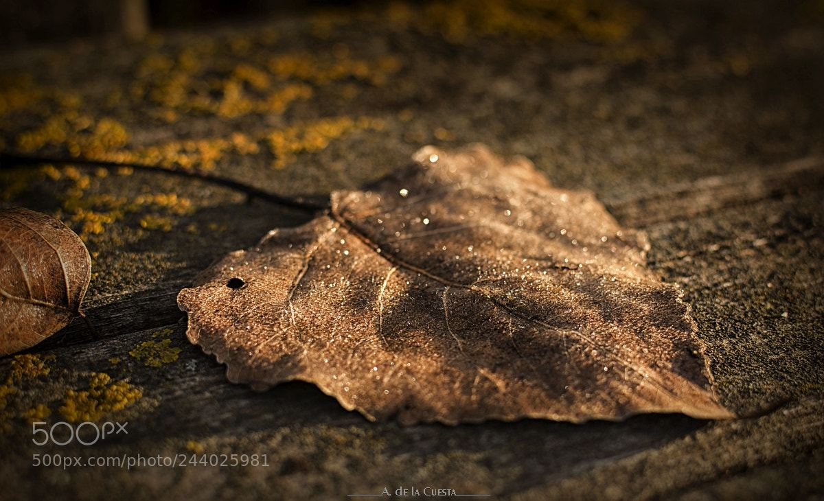 Nikon D7100 sample photo. Frosty leaf photography