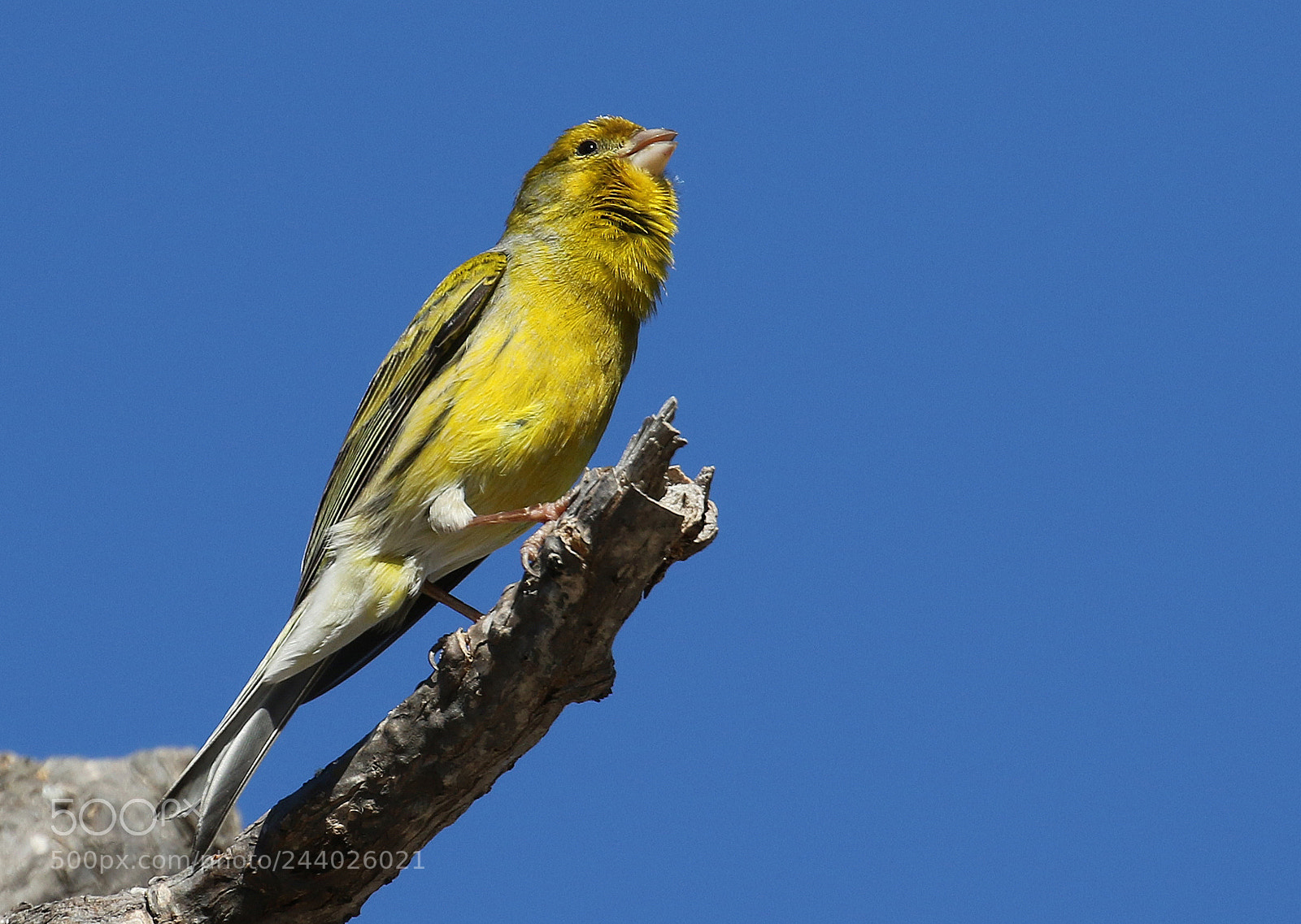 Canon EOS 7D Mark II sample photo. Atlantic canary photography