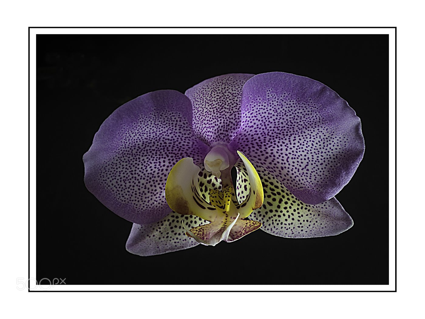 Olympus OM-D E-M5 II sample photo. Orchid second in a photography