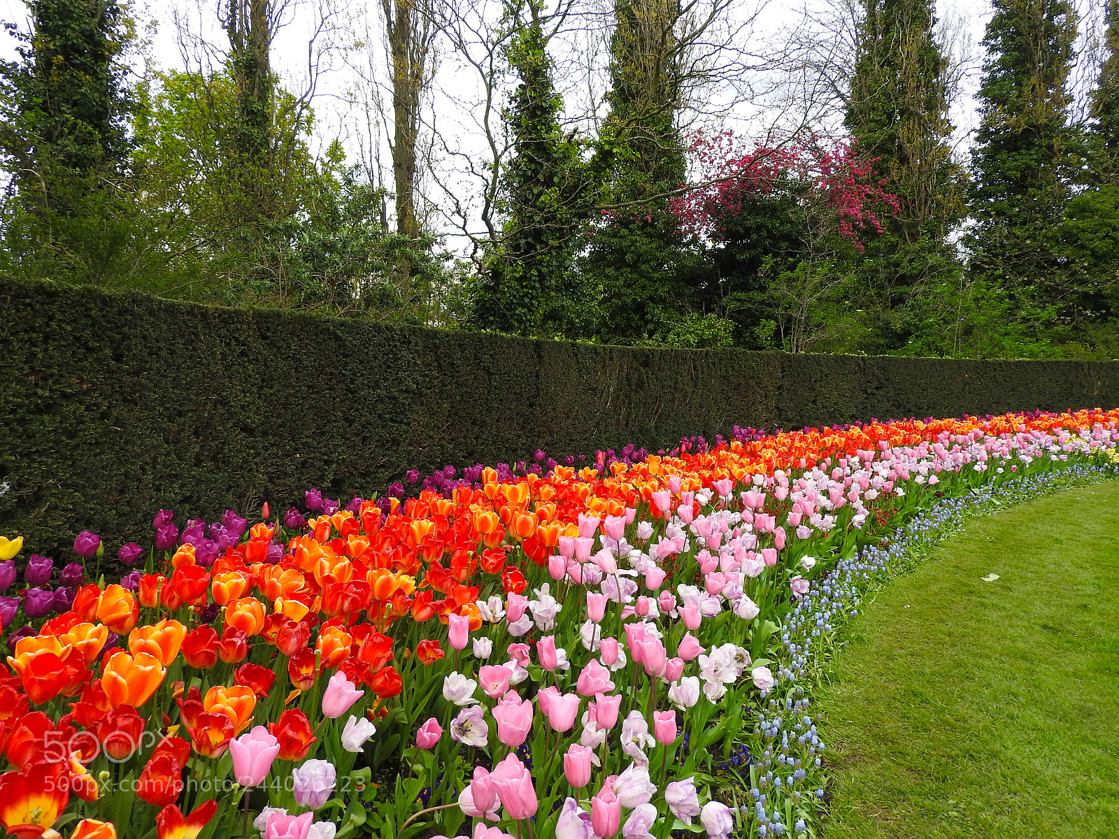 Nikon Coolpix P610 sample photo. Tulips photography