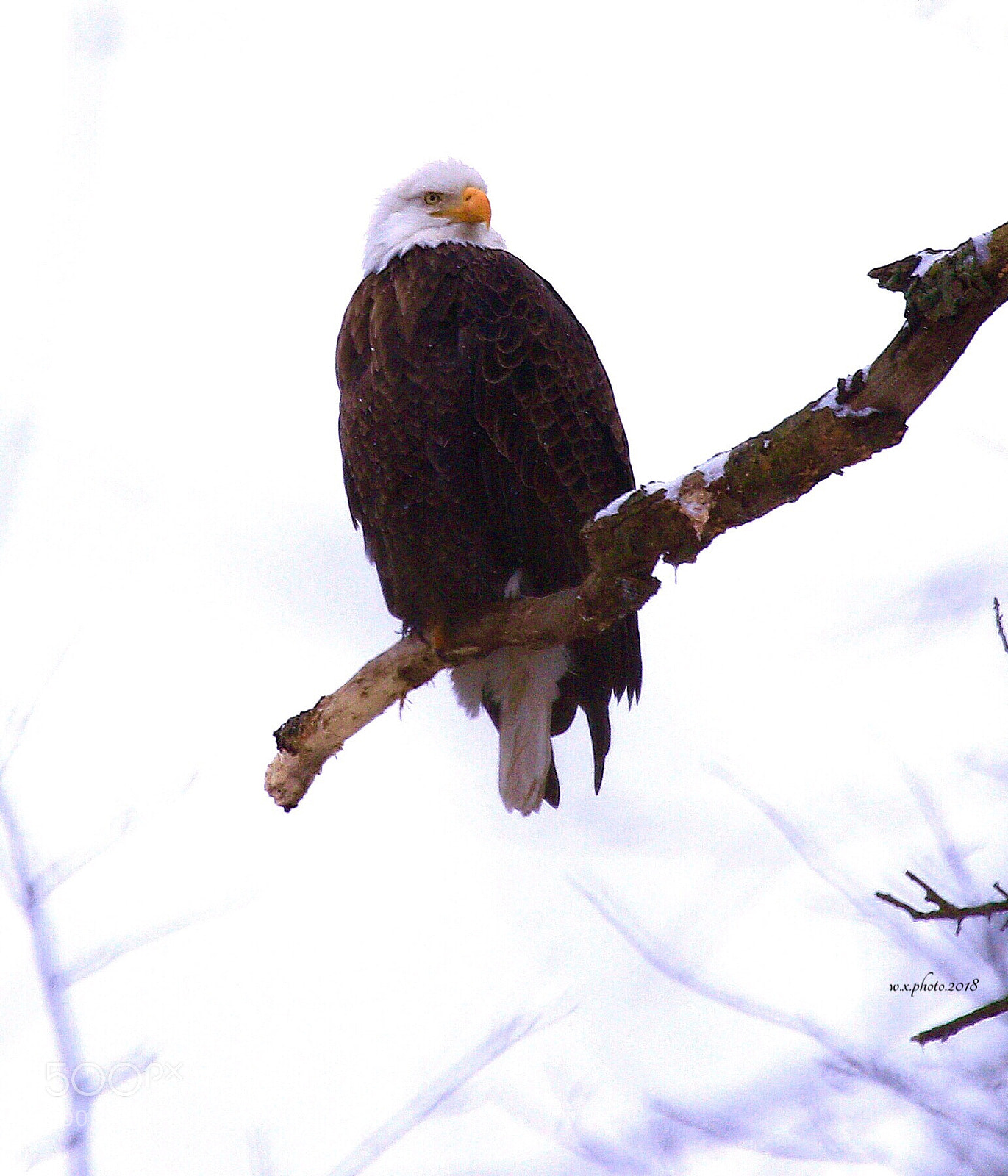 Canon EOS 7D Mark II sample photo. Bald eagle in the photography