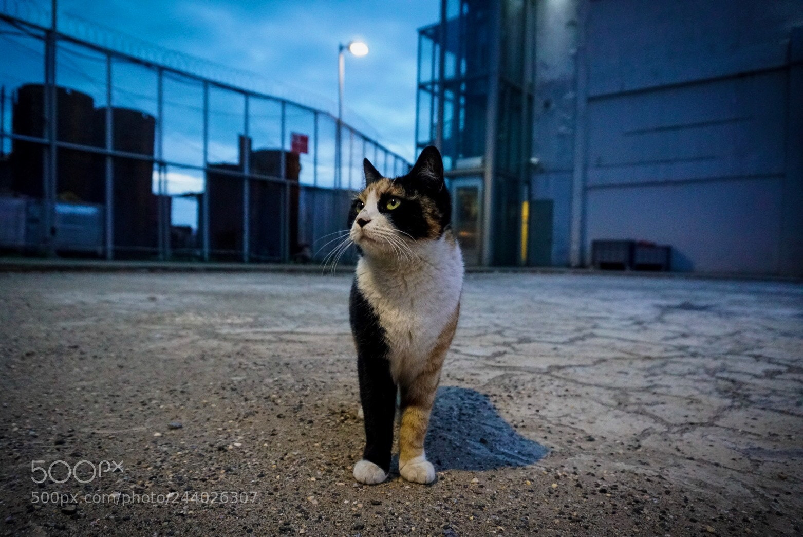 Sony a6300 sample photo. Cat&night photography