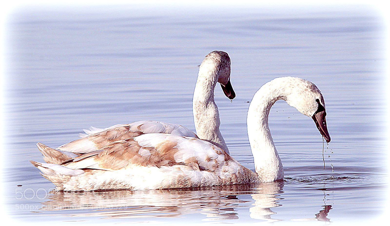Nikon D810 sample photo. "joungswans,;" photography