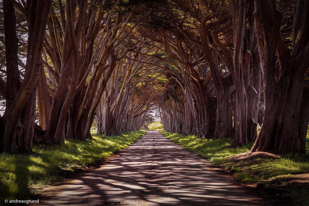 Cypress Tree Tunnel - California, автор — Andreas Grund на 500px.com