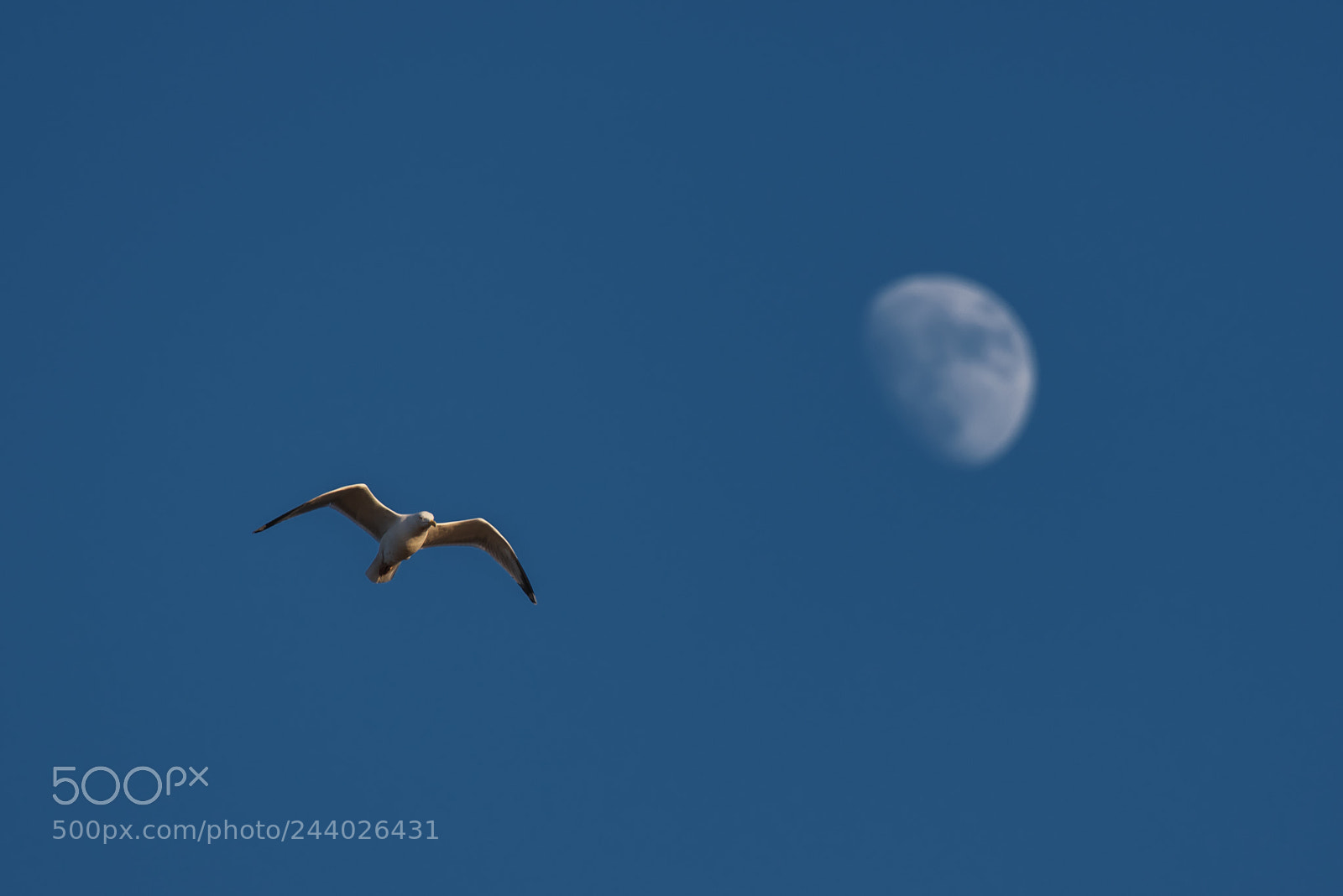 Pentax K-1 sample photo. Fly me to the photography