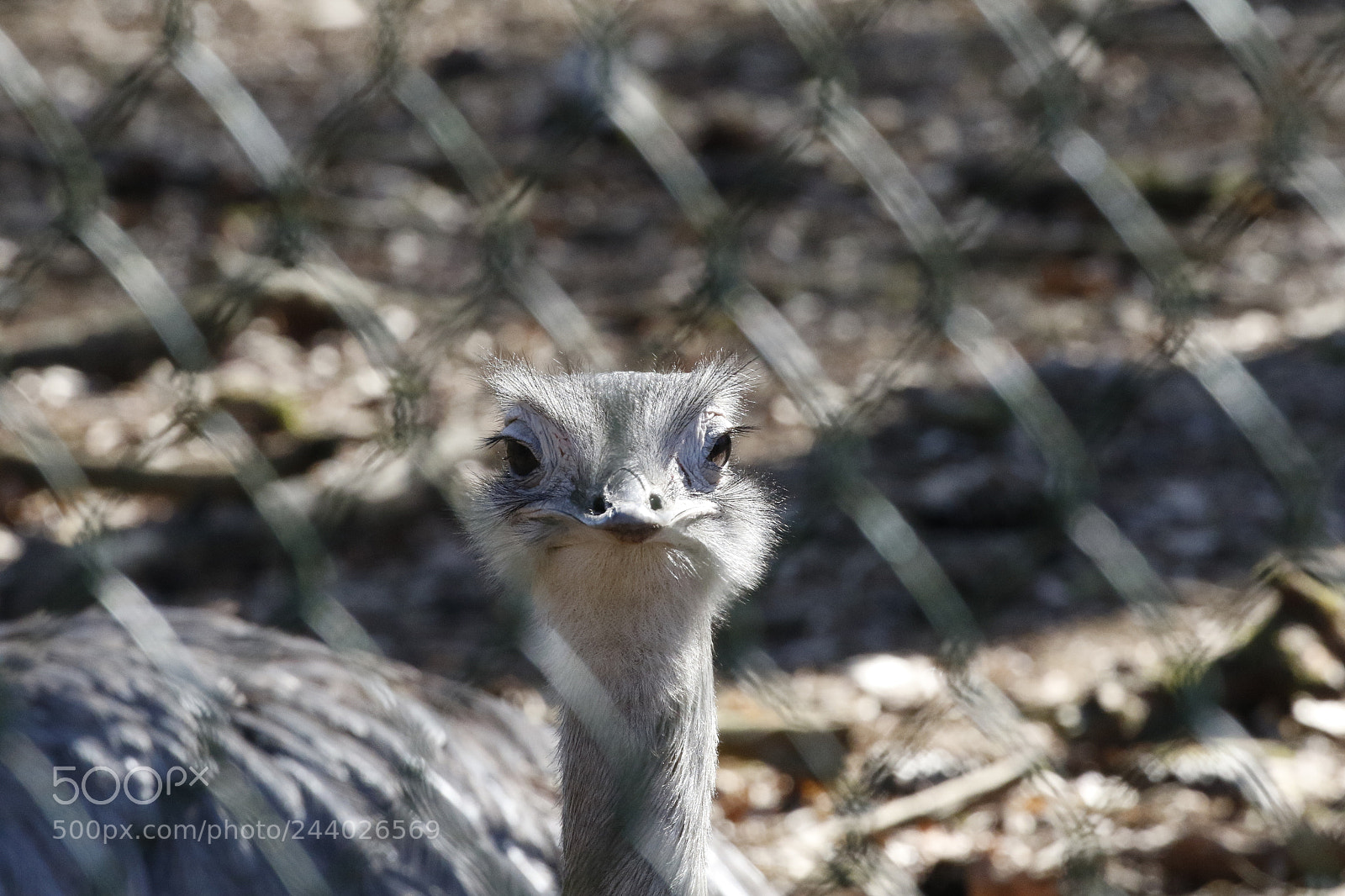 Canon EOS 7D Mark II sample photo. Are you looking at photography