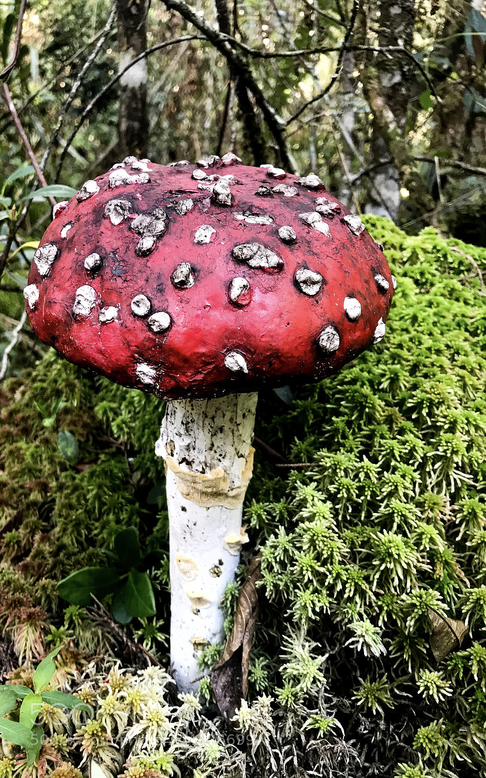 Apple iPhone 7 sample photo. Fungus photography