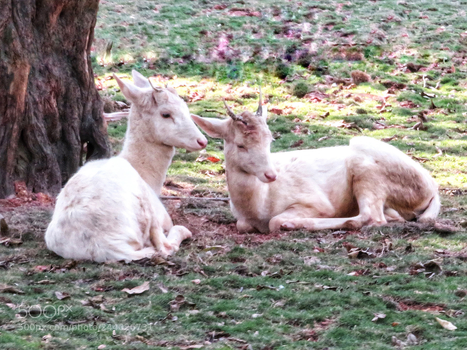 Canon PowerShot SX720 HS sample photo. White antelopes photography