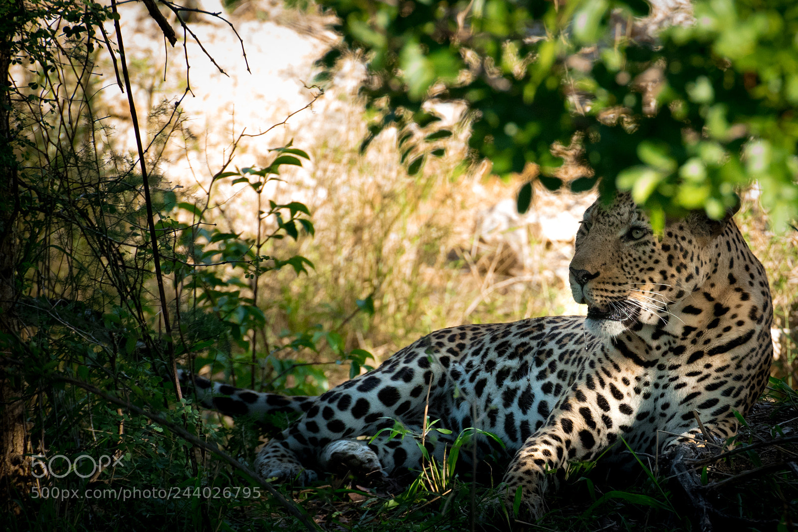 Nikon D810 sample photo. Africa do sul-101.jpg photography