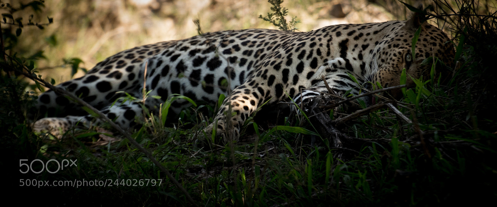 Nikon D810 sample photo. Africa do sul-102.jpg photography