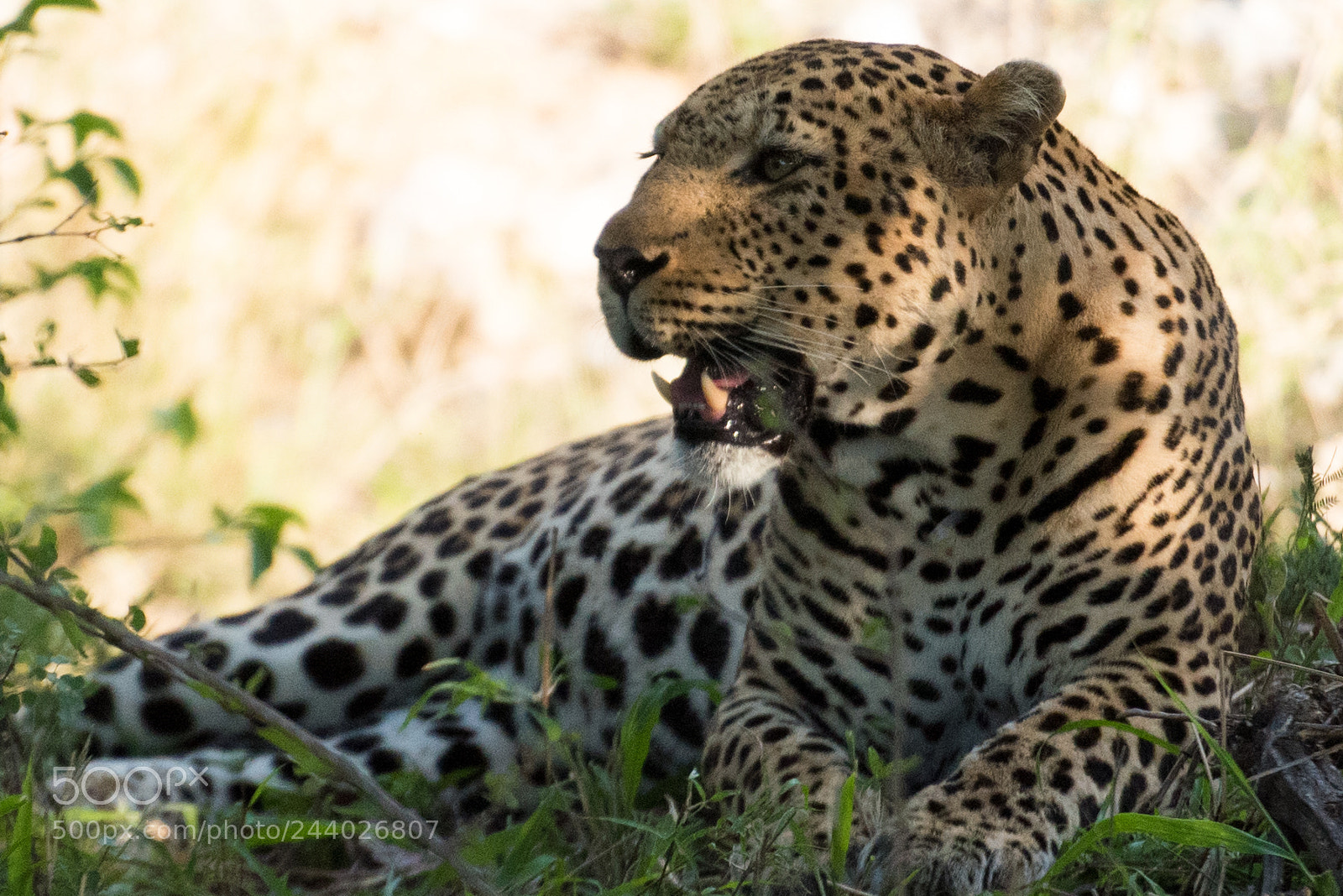 Nikon D810 sample photo. Africa do sul-107.jpg photography
