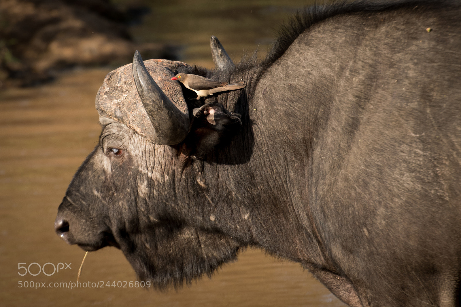Nikon D810 sample photo. Africa do sul-111.jpg photography