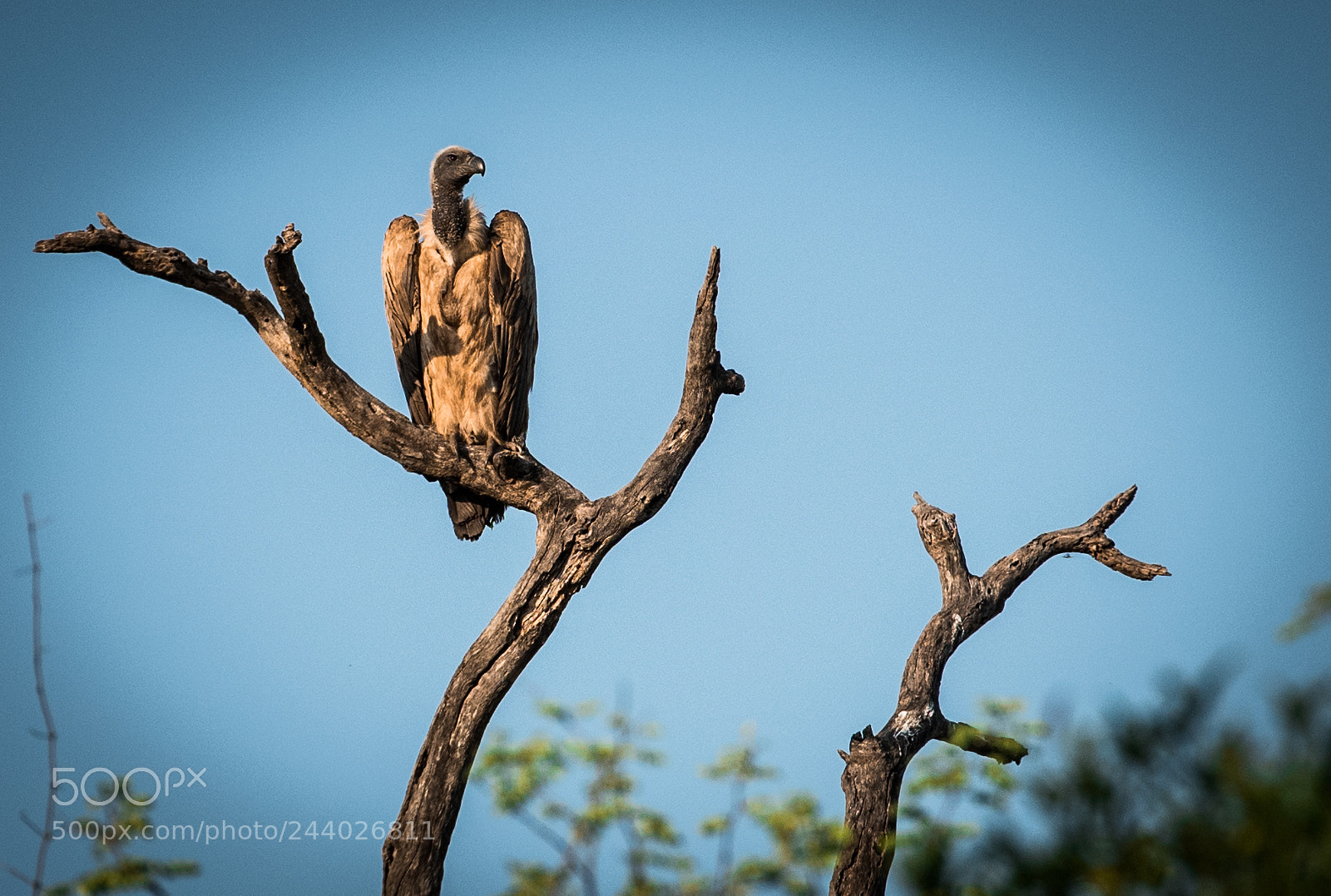 Nikon D810 sample photo. Africa do sul-147.jpg photography