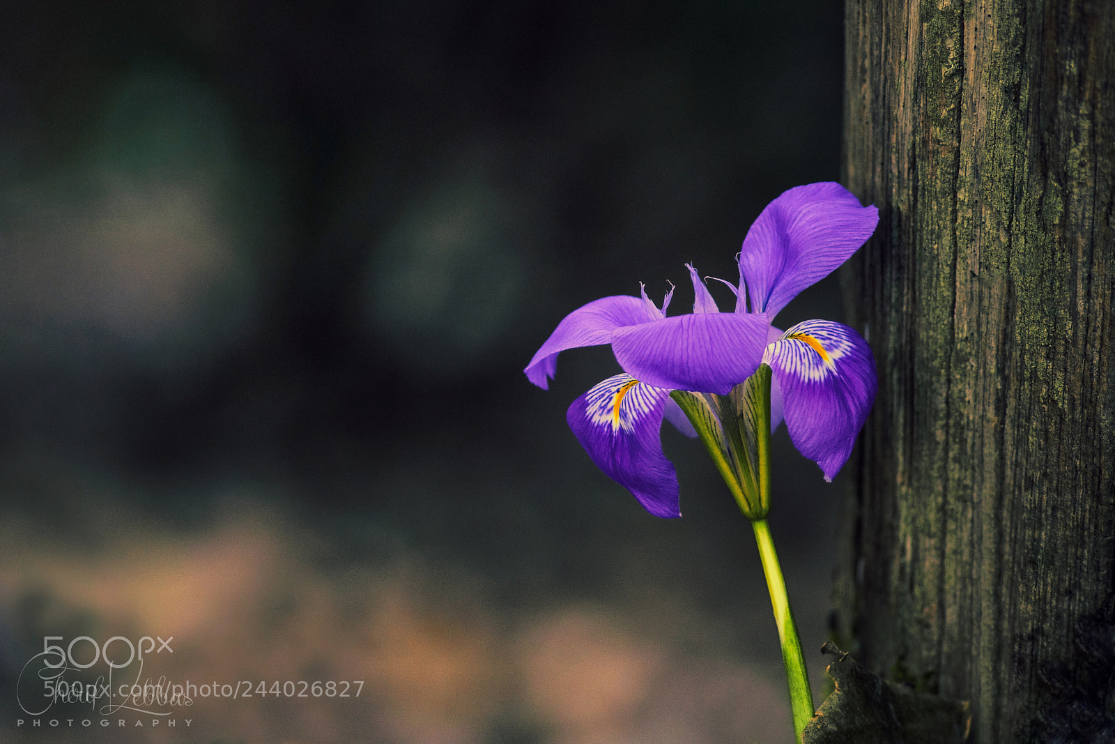 Nikon D300 sample photo. Iris. photography