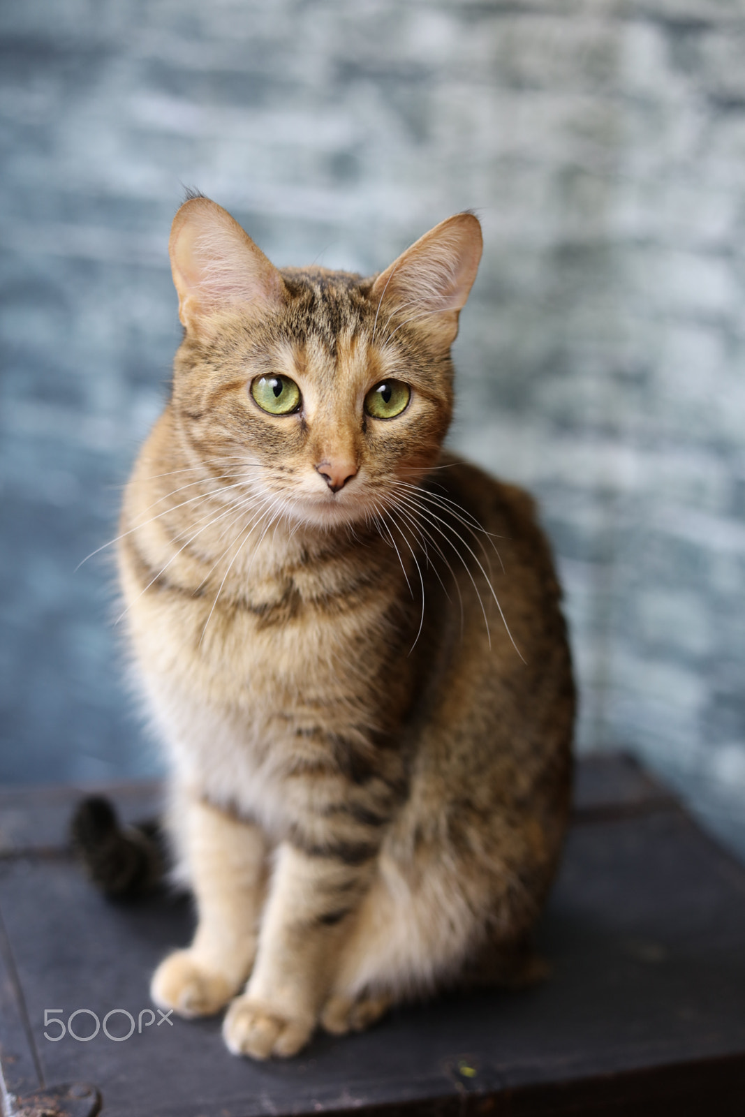 Canon EOS 5DS R sample photo. Ma photography