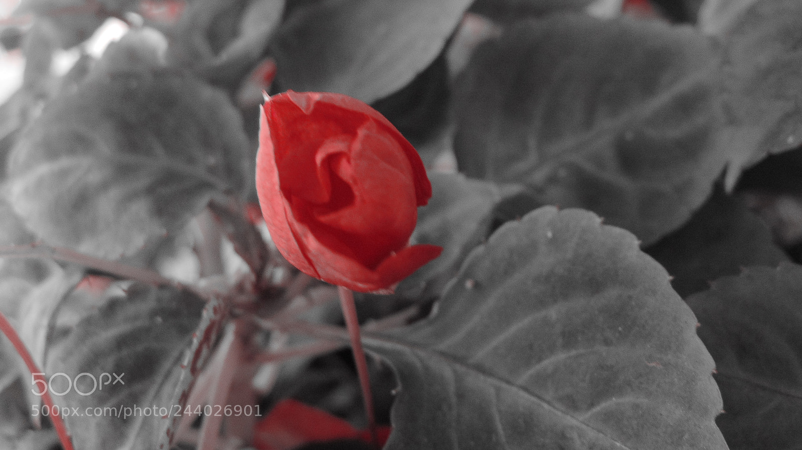Sony Cyber-shot DSC-H300 sample photo. Anger, beauty, and love photography