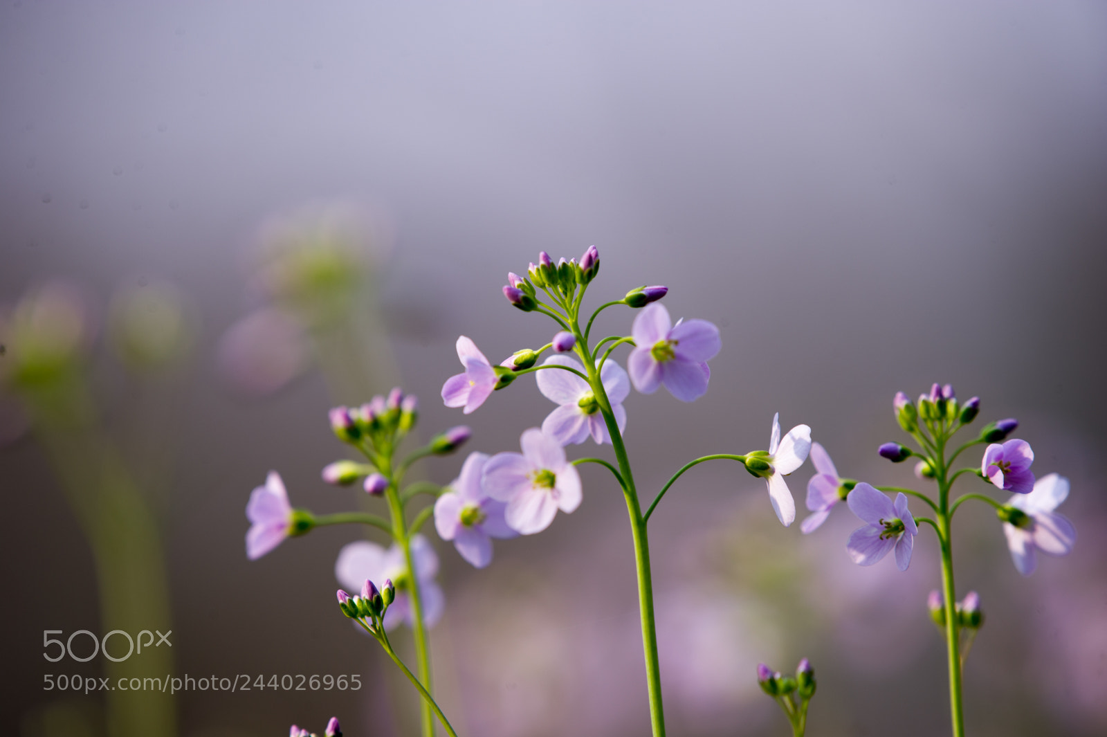 Nikon D3S sample photo. Flowers photography