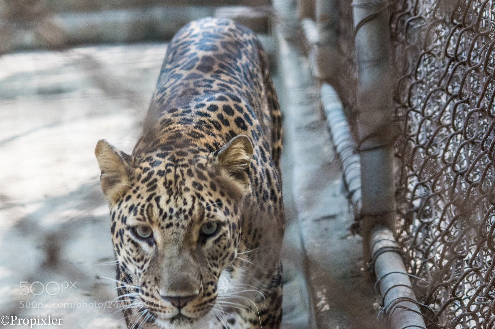 Sony SLT-A68 sample photo. Face off photography