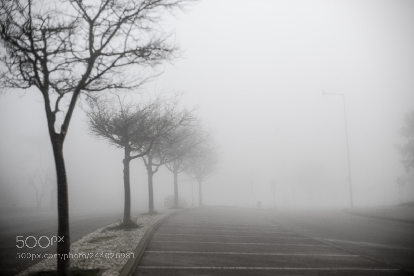 Nikon D600 sample photo. In the fog with photography