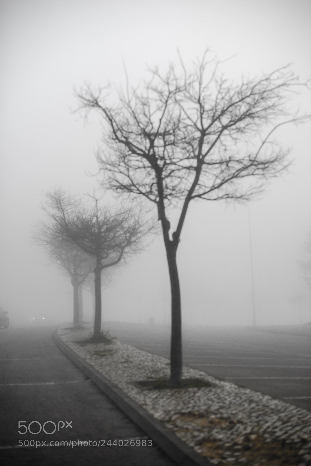 Nikon D600 sample photo. Like dancing in the photography